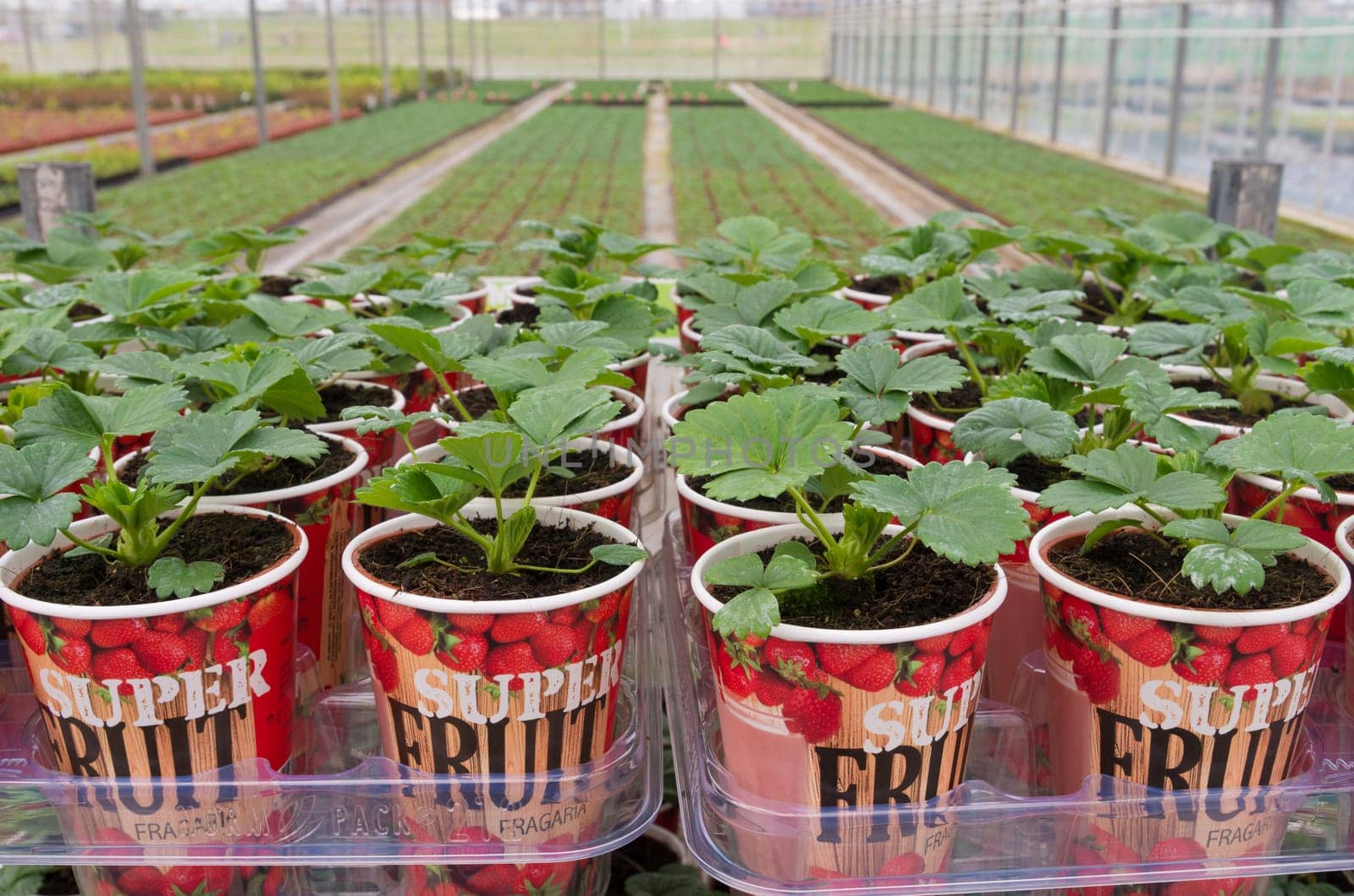 NAALDWIJK, NETHERLANDS - APRIL 2, 2016: Young strawberry plants in cups in a commercial greenhouse in the netherlands