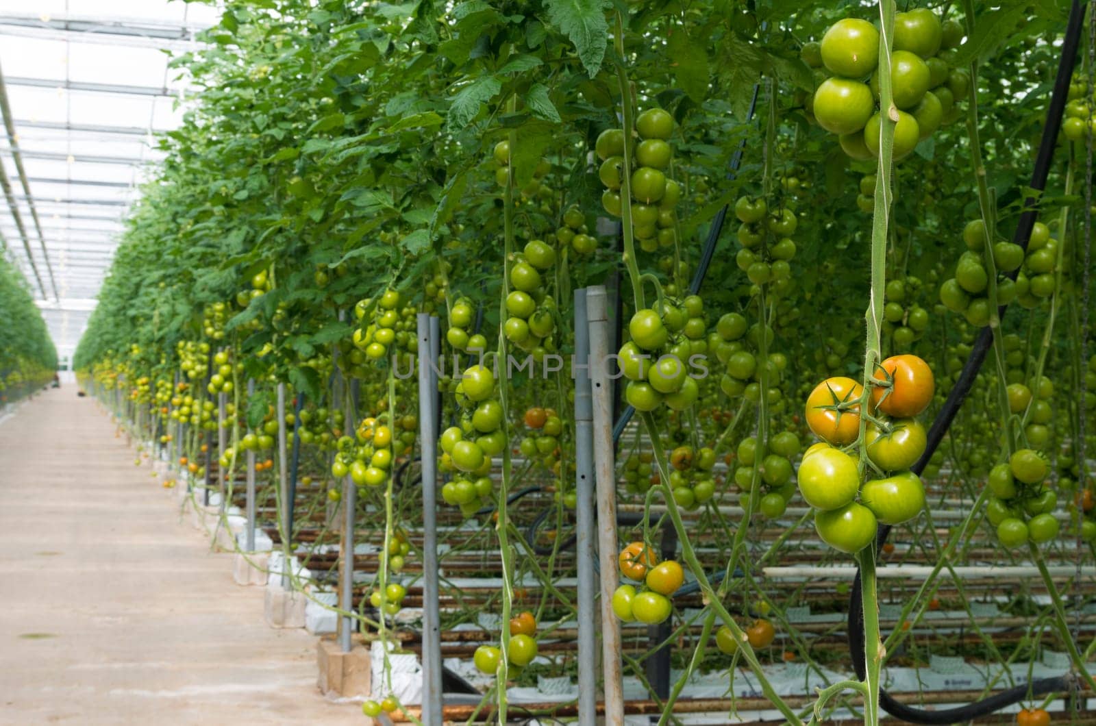 rows of tomatoes ripening in a dutch greenhouse