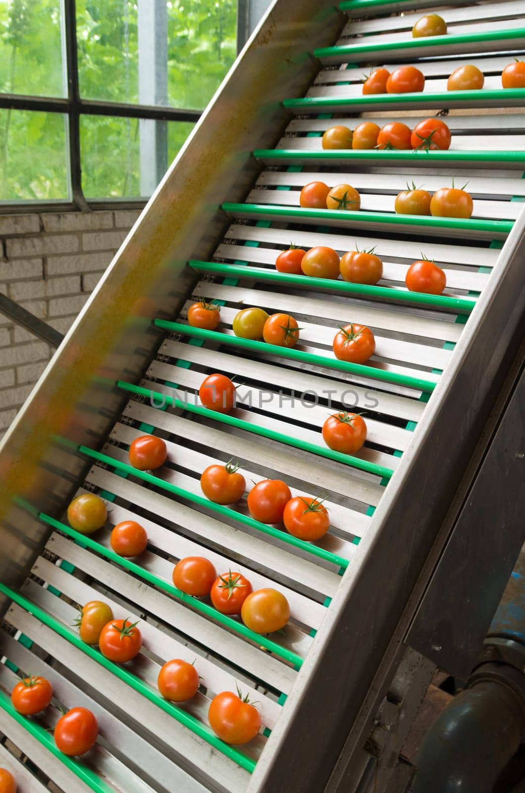 tomatoes being transportated on a conveyor belt in a commercial greenhouse in the netherlands