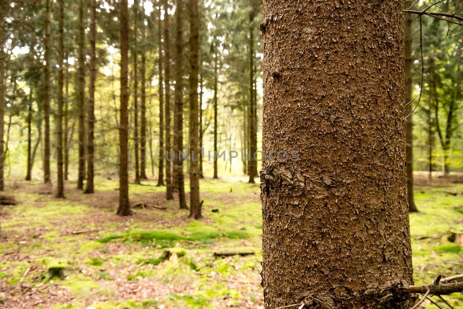 a tree in a forest in summer