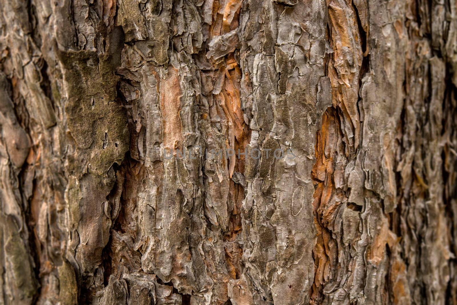 bark texture right side and left side is blurred