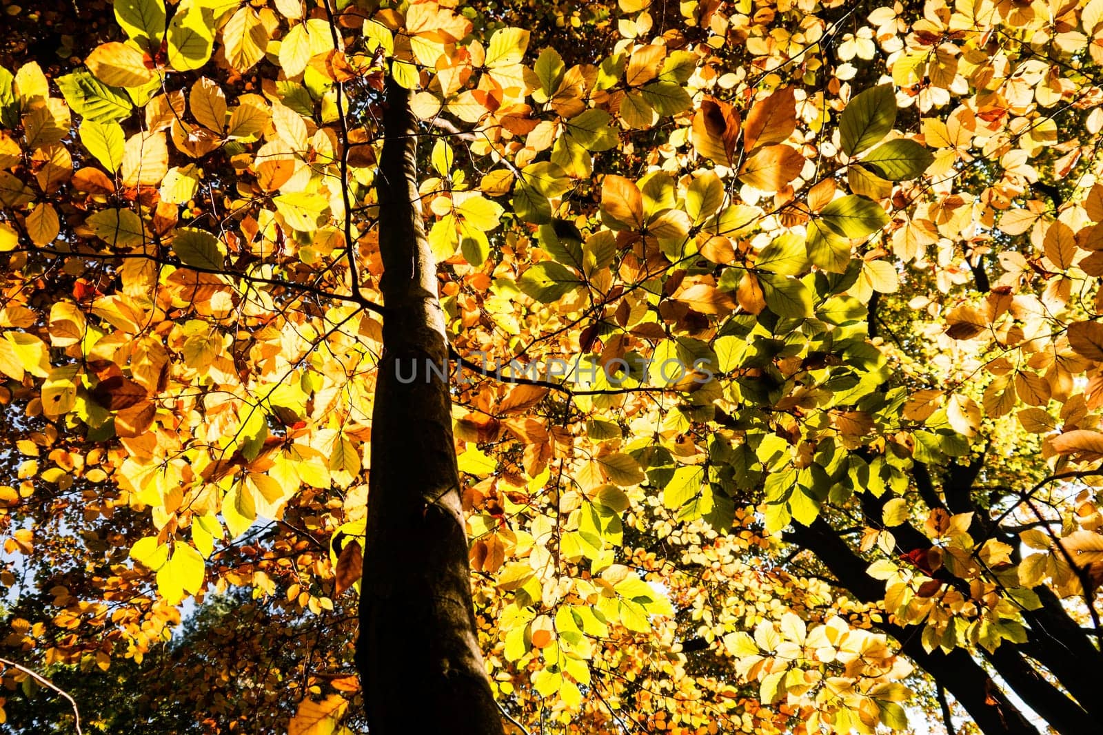 yellow leaves on a tree in autumn