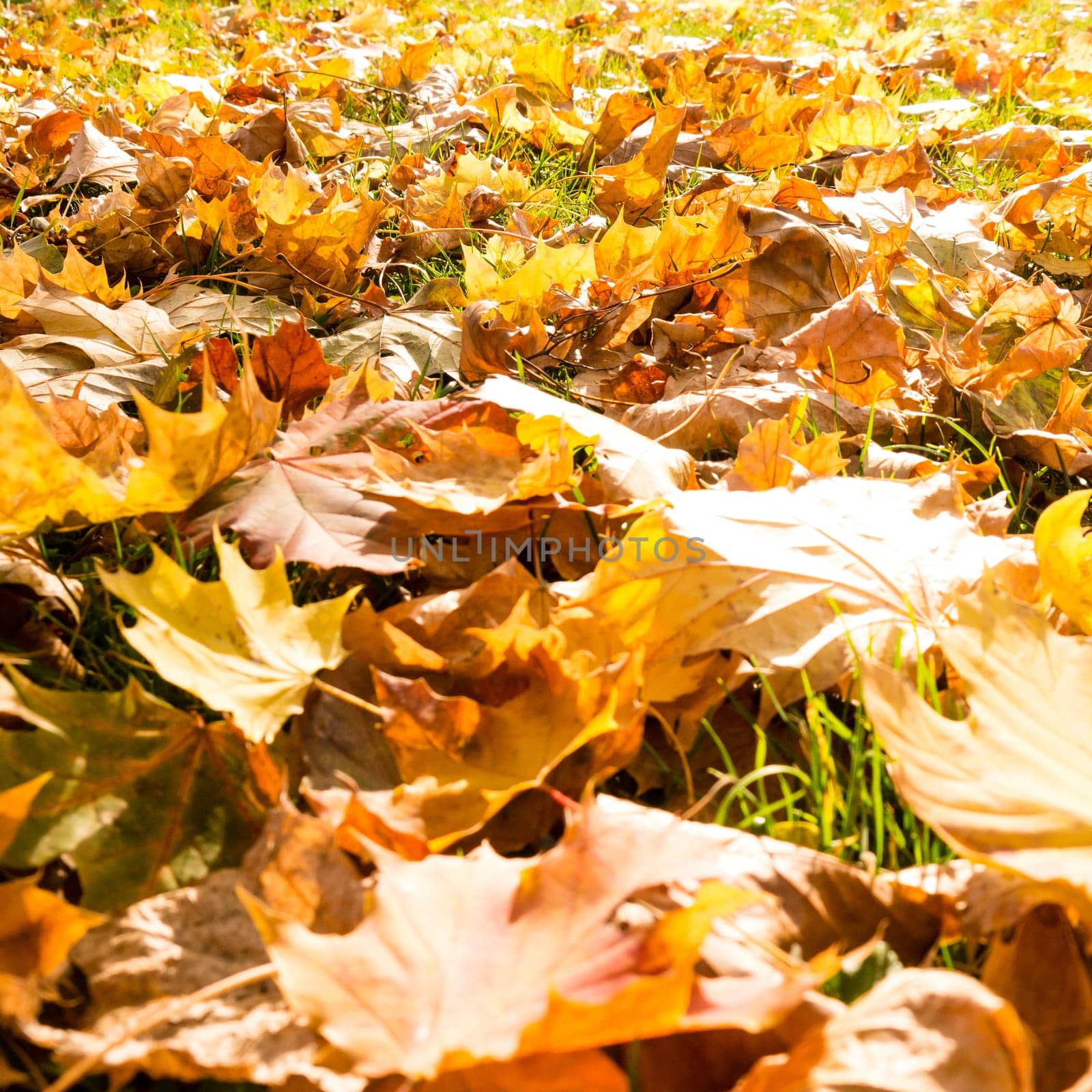 autumn leaves on meadow in sunlight