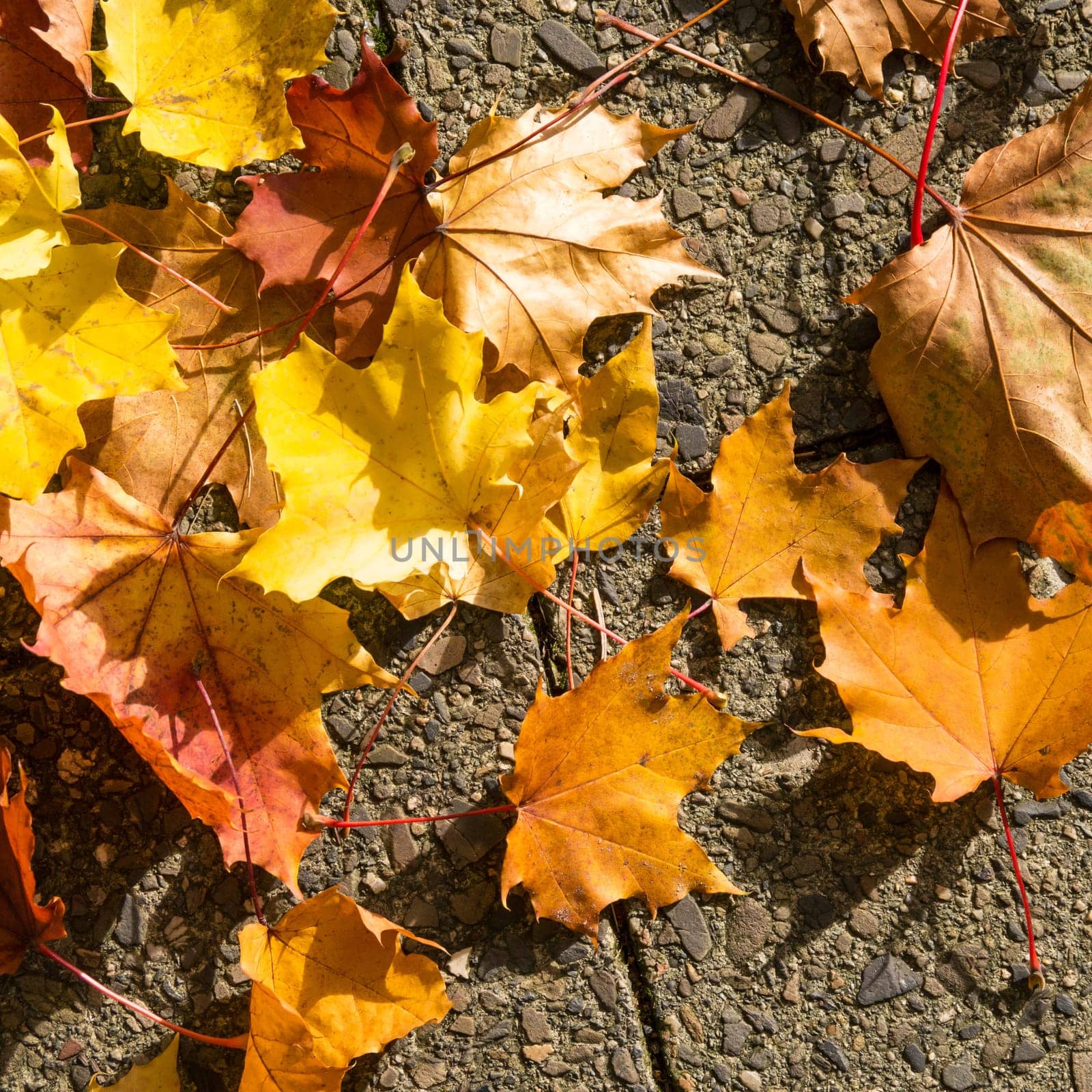 foliage on sidewalk in autumn