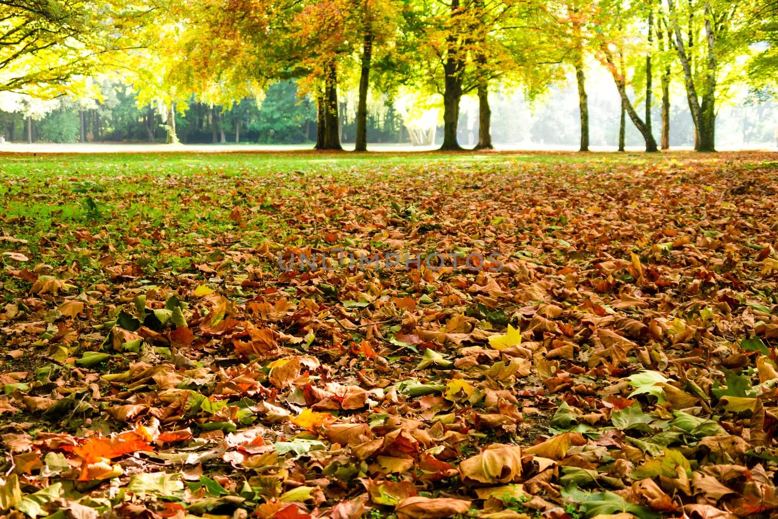 foliage in autumn, sunlight in the background