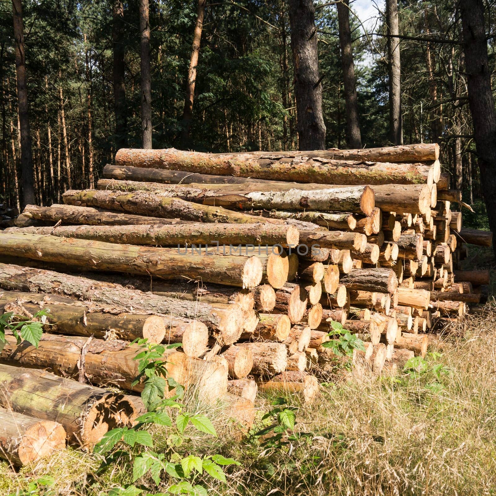 firewood in a forest in summer