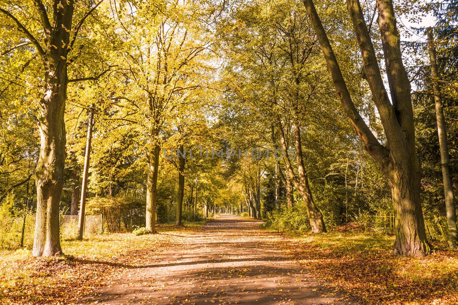 alley on a sunny day in early autumn