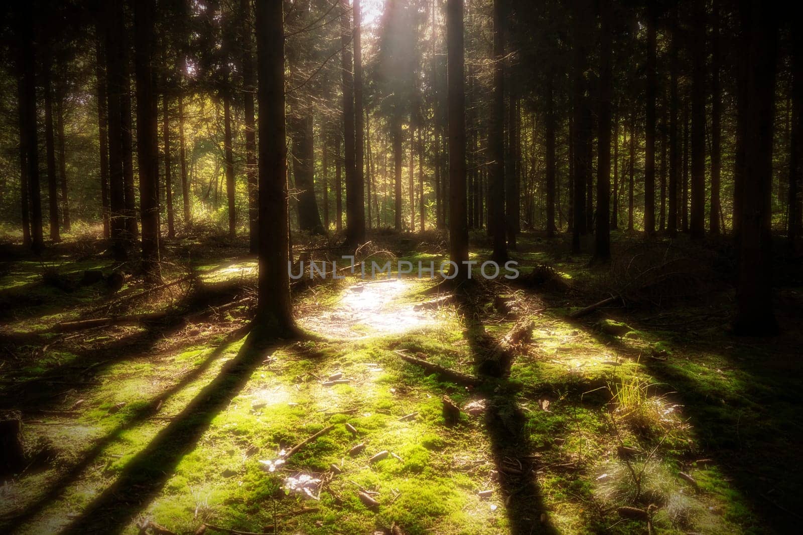sunlight in a mystery forest