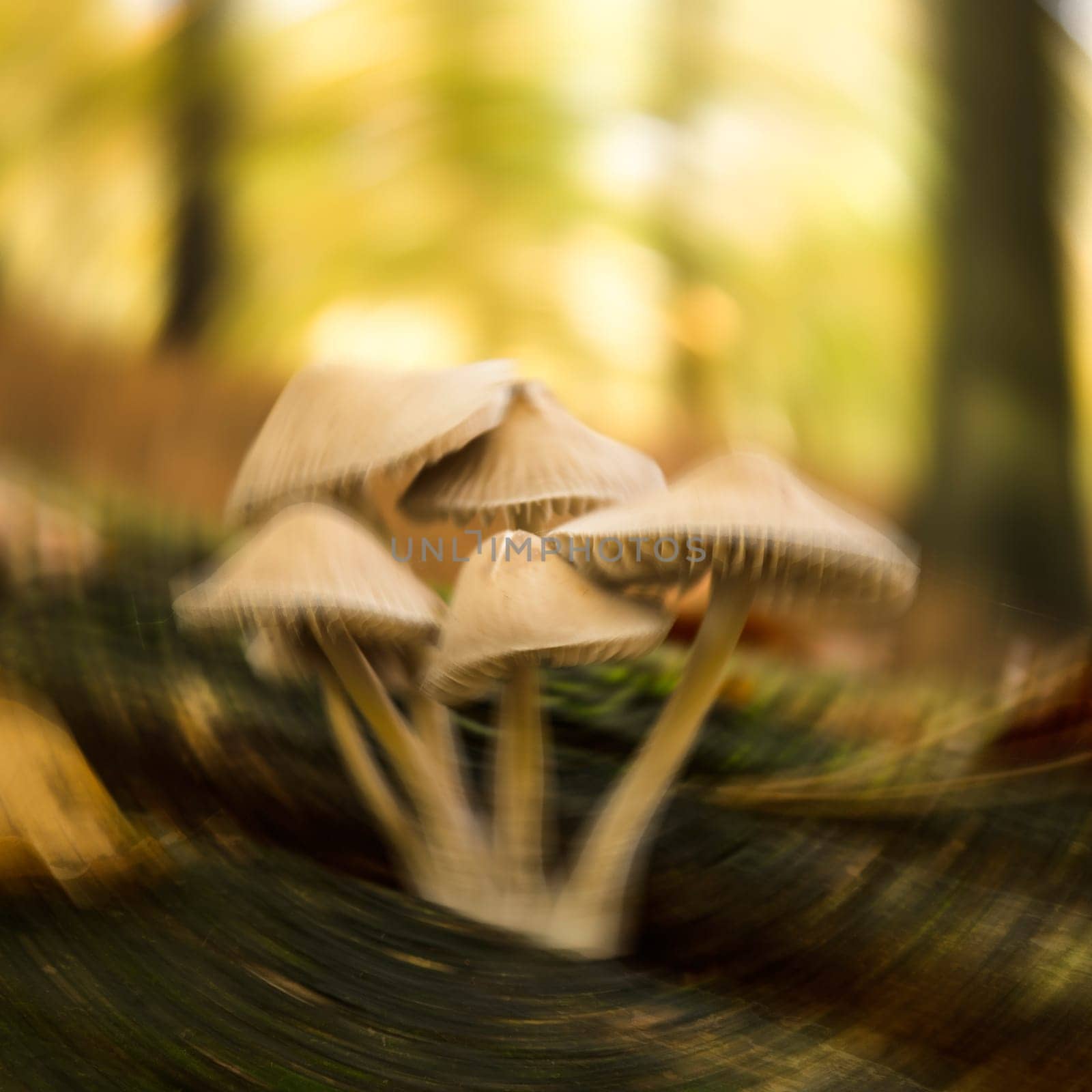 caution when collection mushrooms, it could be toxic