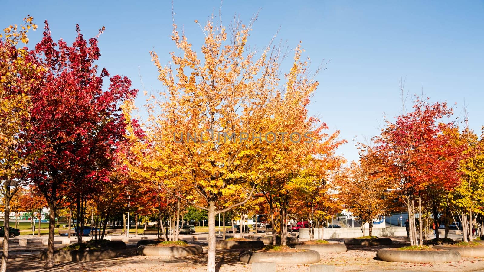 autumn trees in different colors