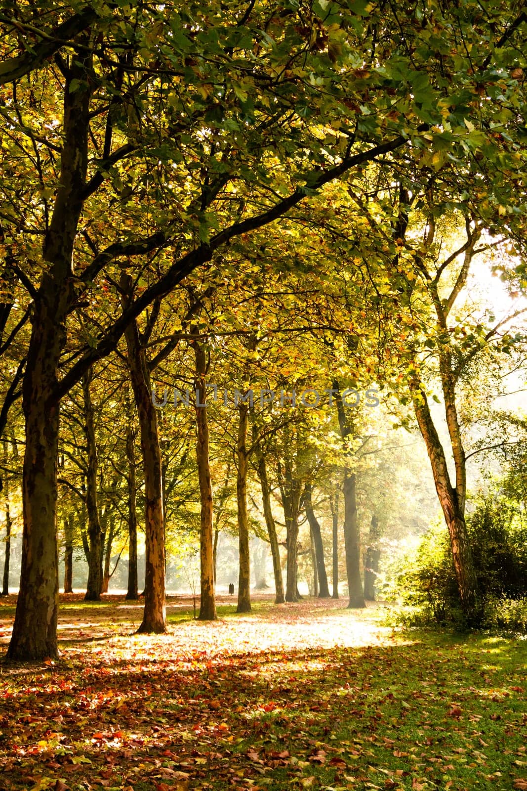 trees in sunlight on a beautiful autumn day