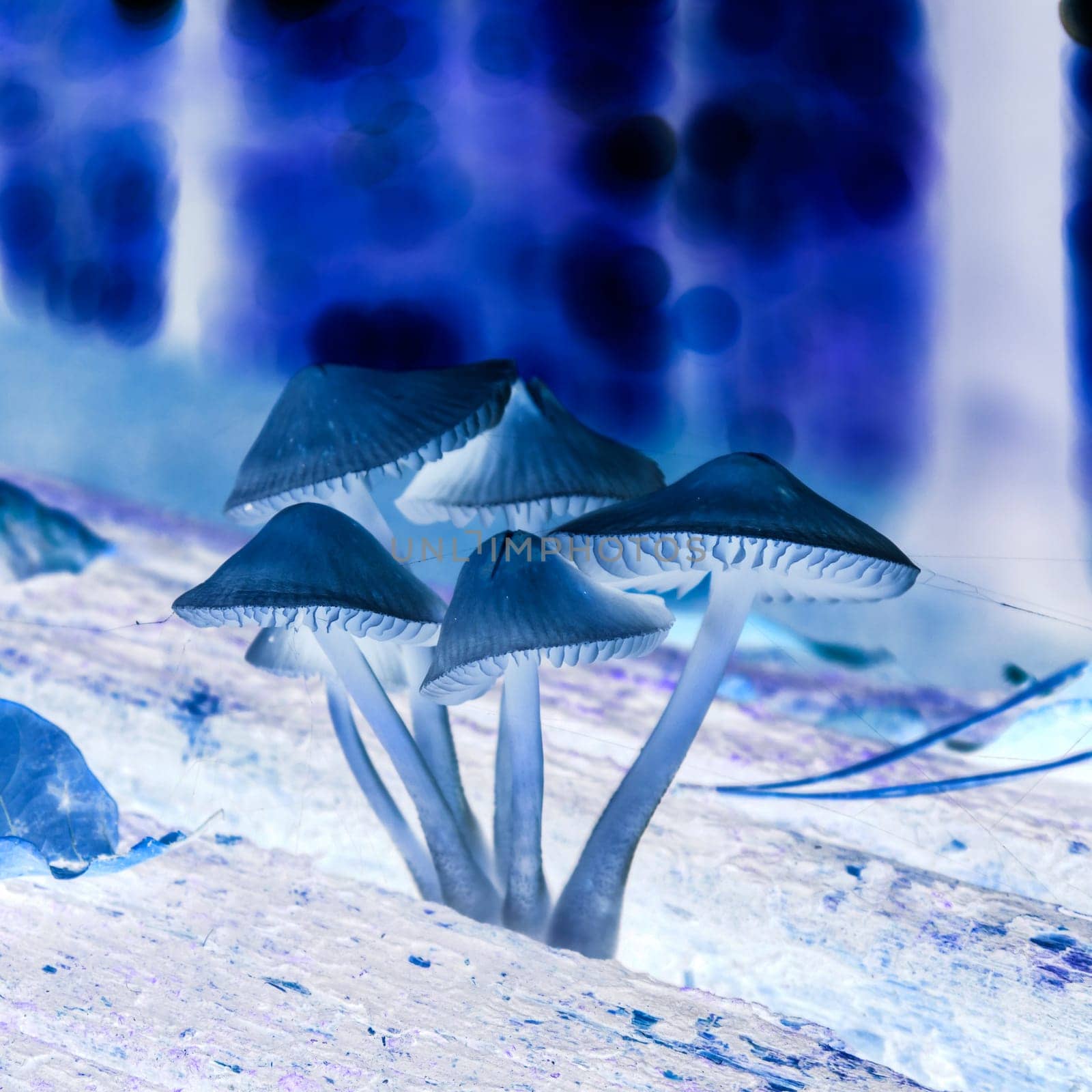 mushrooms in special light in forest