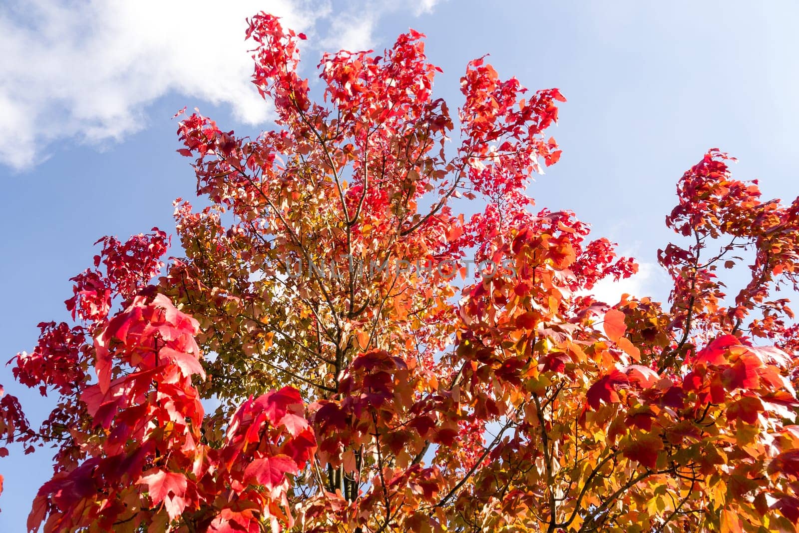 branch of a tree in autumn