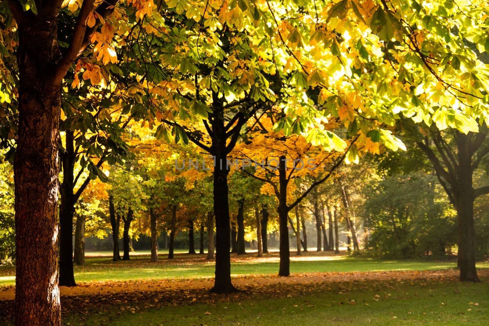 a beutiful tree in early autumn