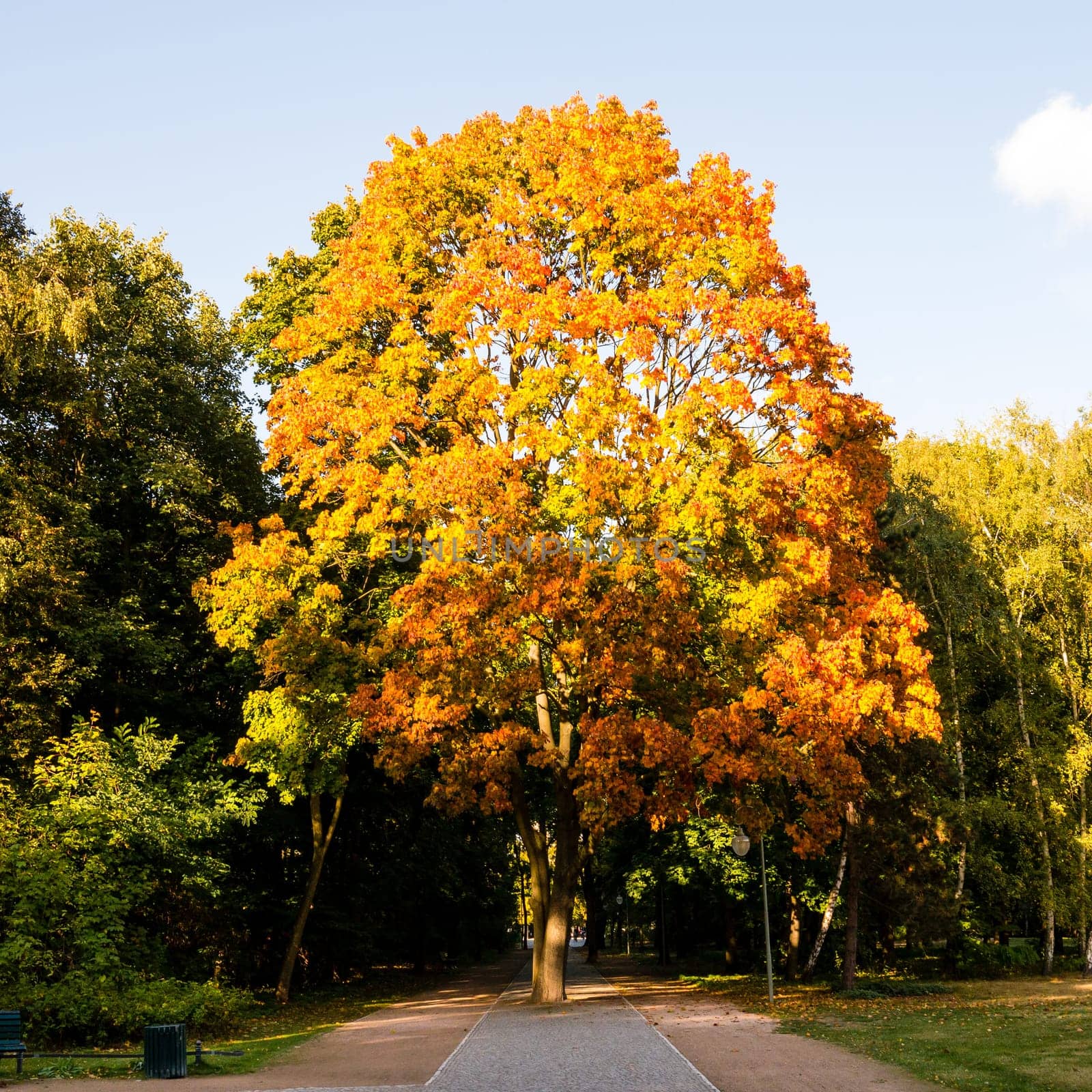 orange colored tree in autumn