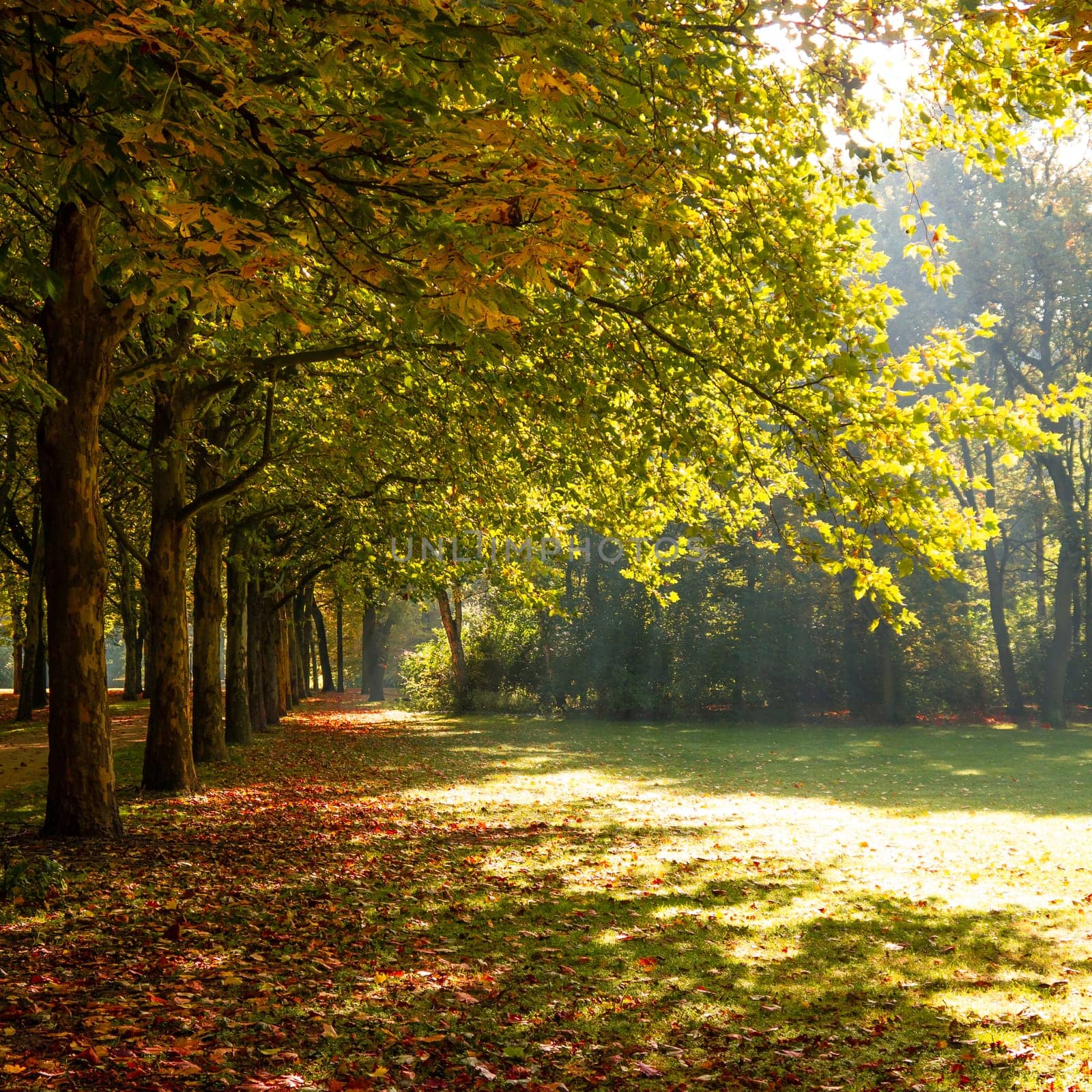 a park with beautiful sunlight at the beginning of autumn