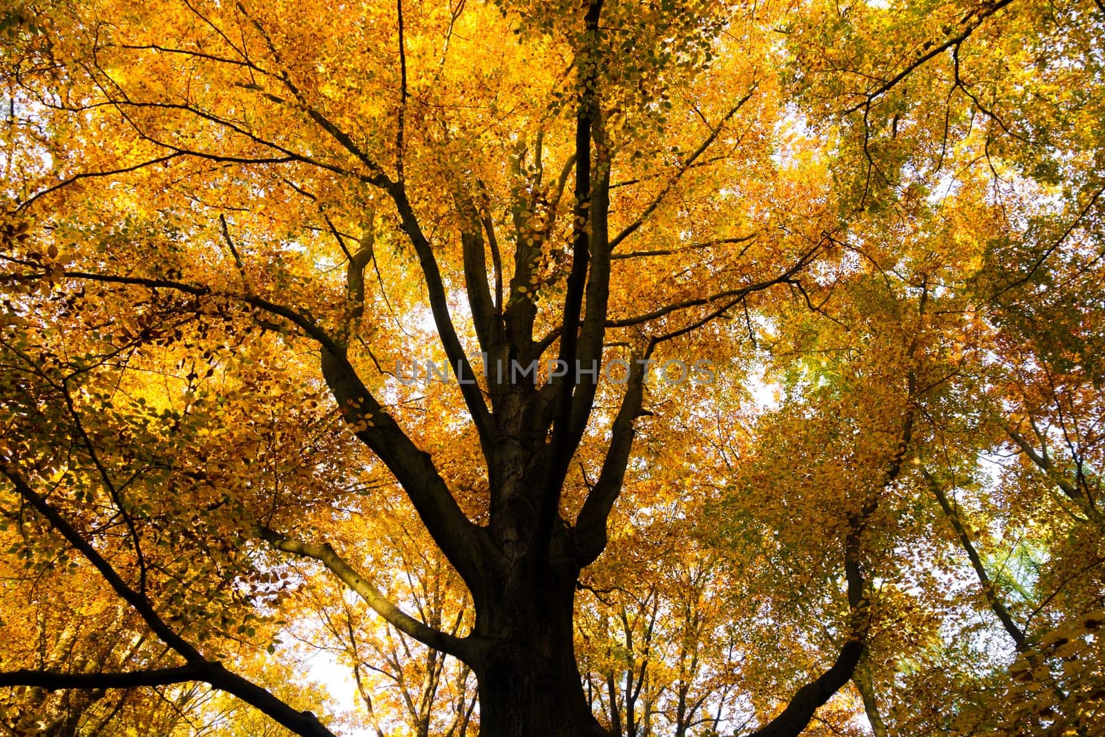 autumn tree with yellow leaves