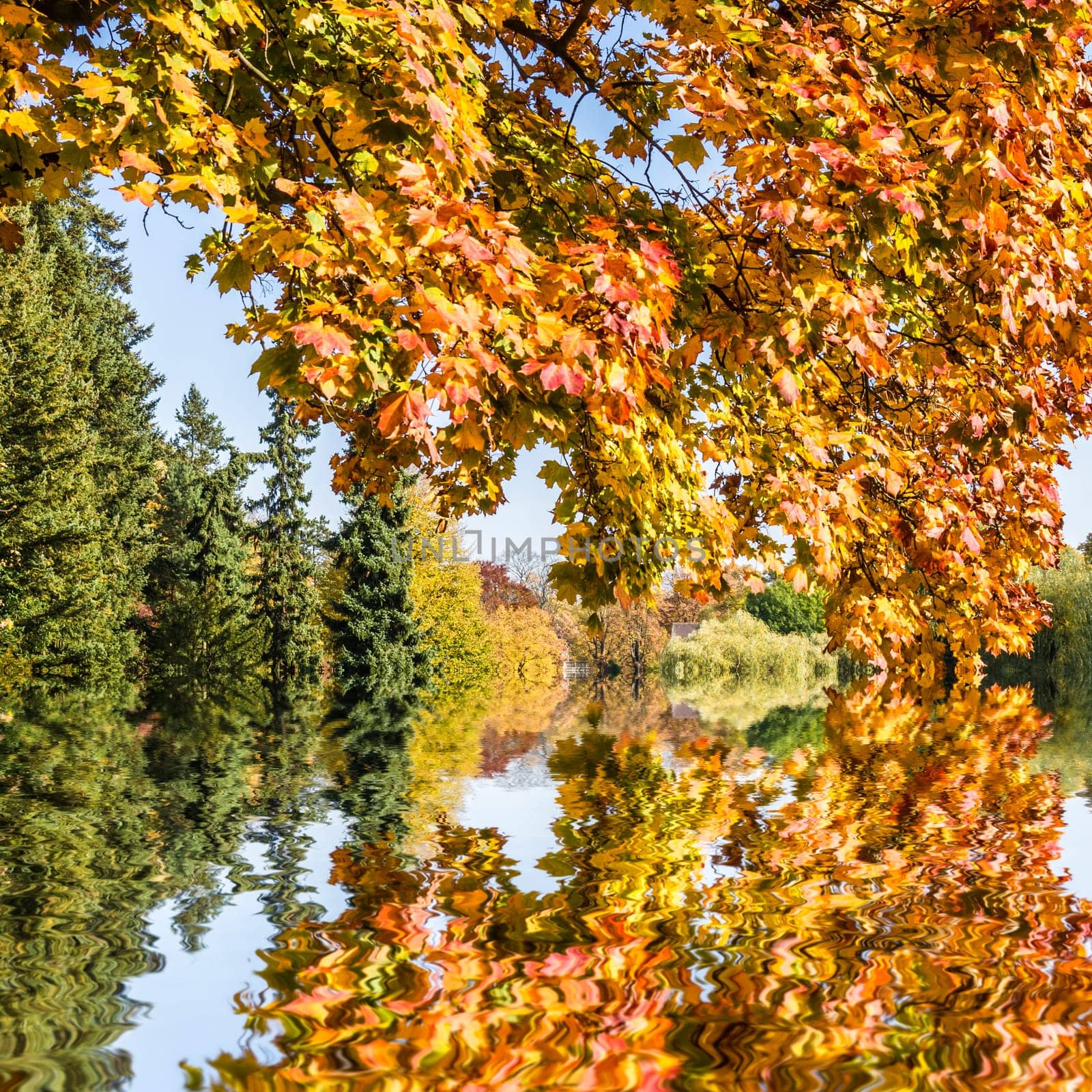 tree by a lake on a sunny autumn day