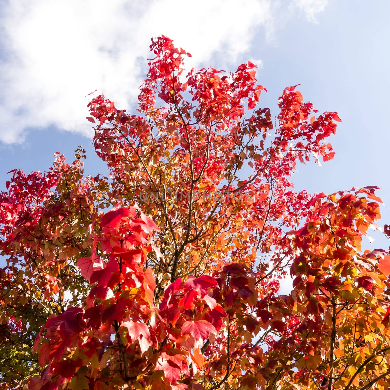 beautiful colored tree in autumn