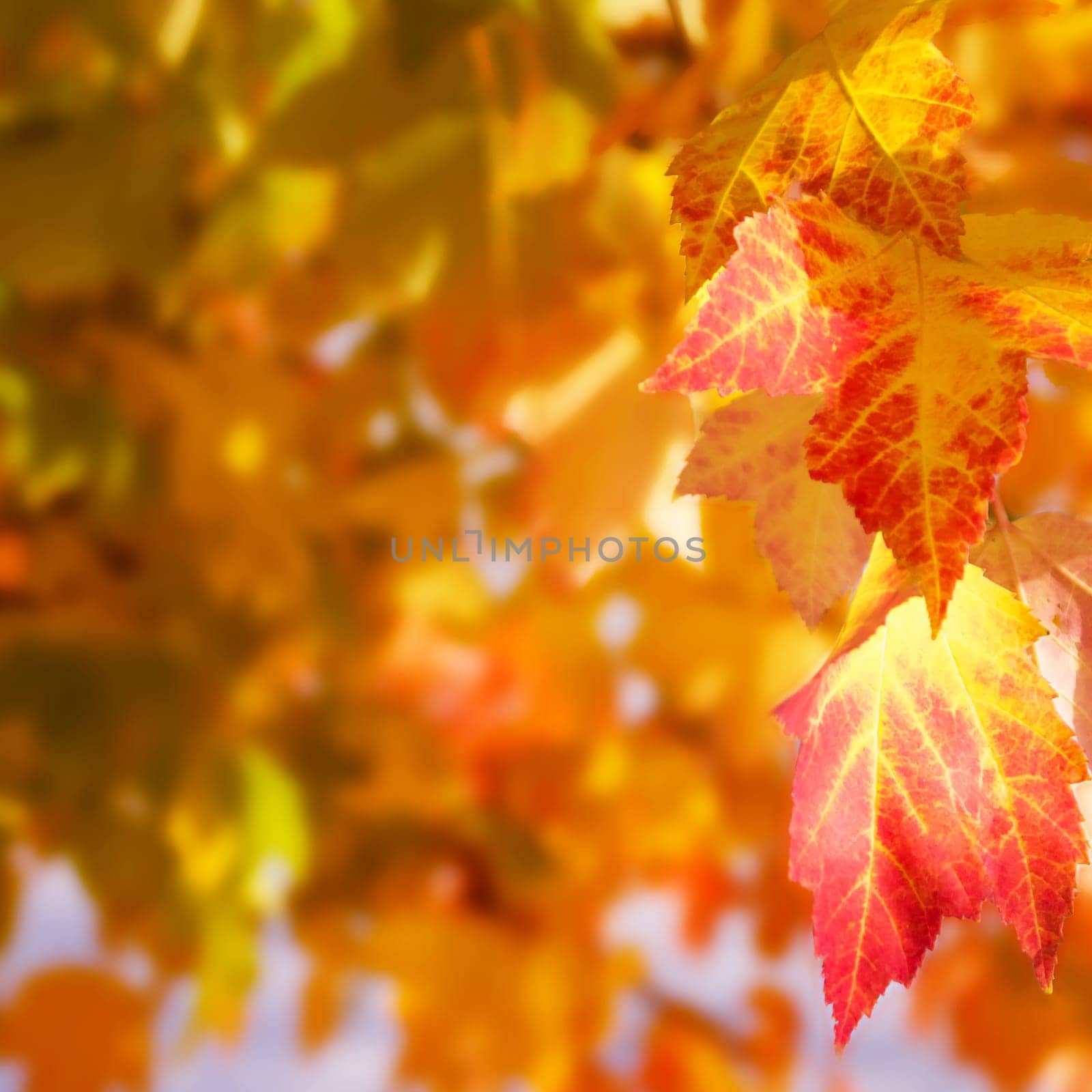 some beautiful colored autumn leaves