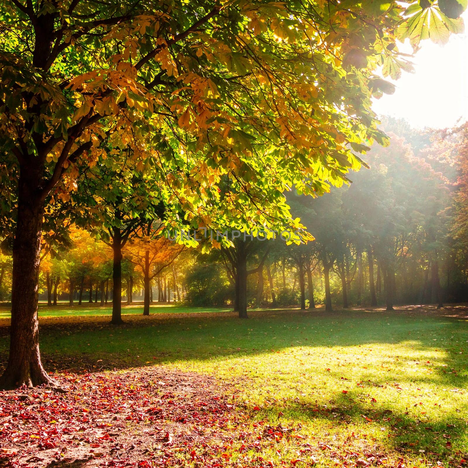 a park on a sunny autumn day