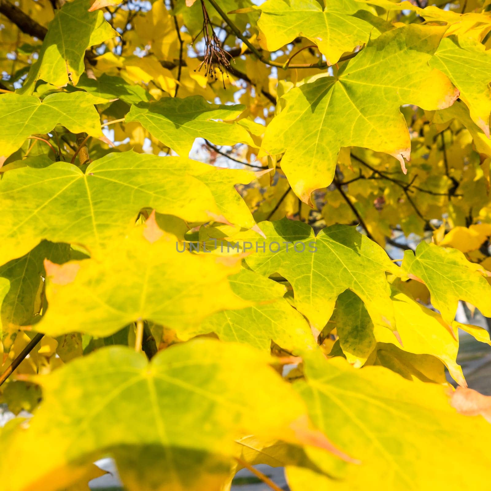 background with yellow leaves in autumn