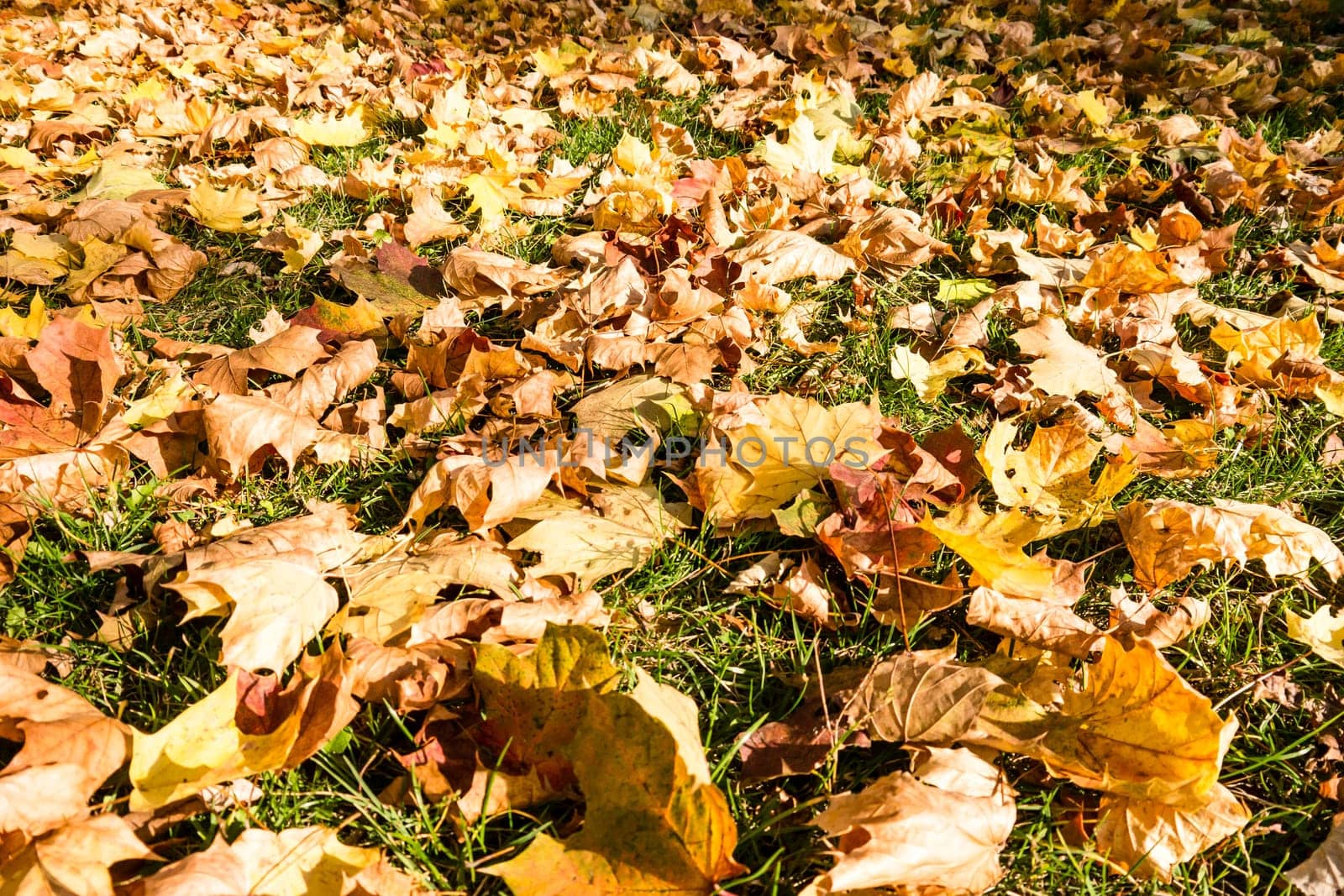 autumn leaves in sunlight on a meadow