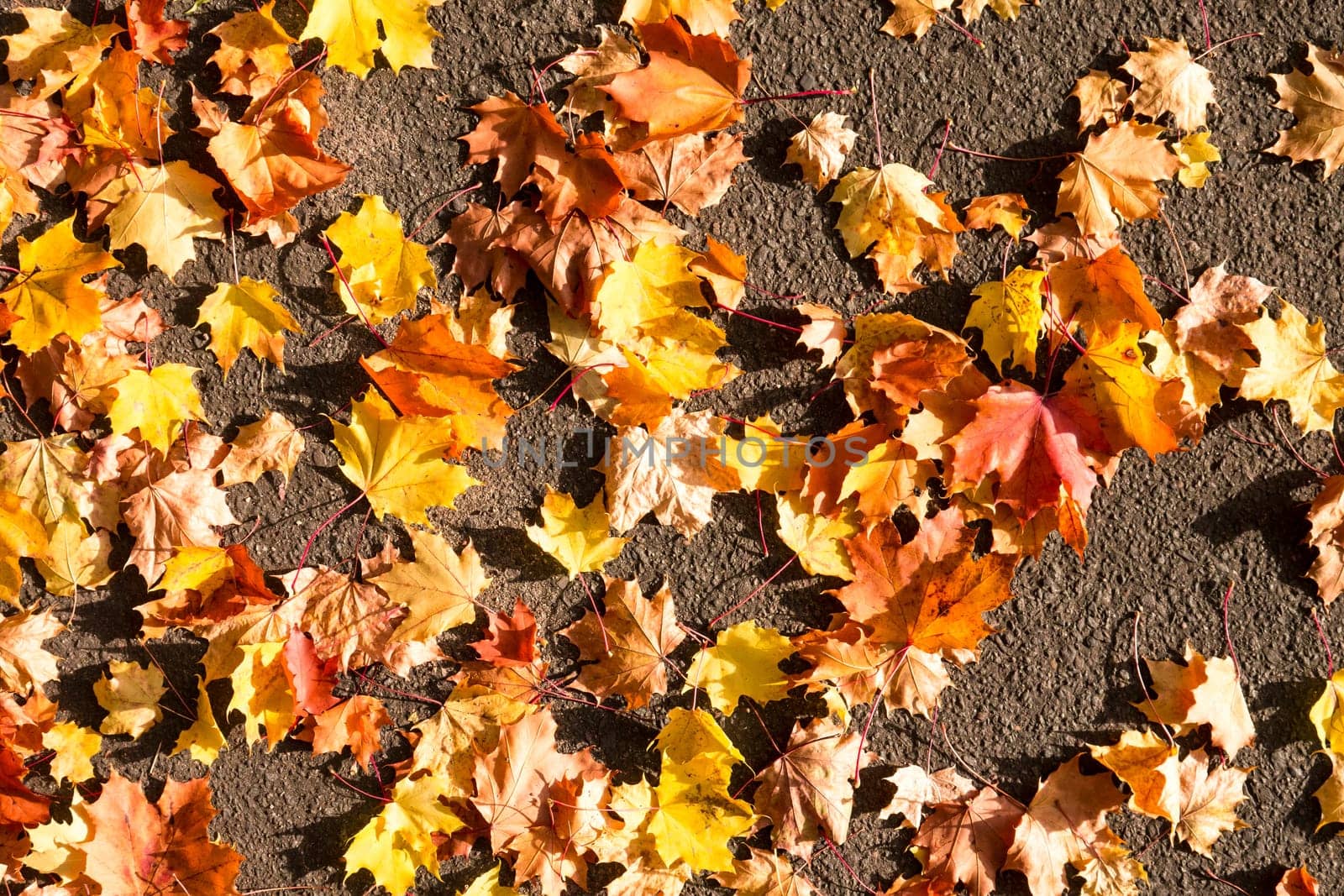 leaves on asphalt on an autumn day