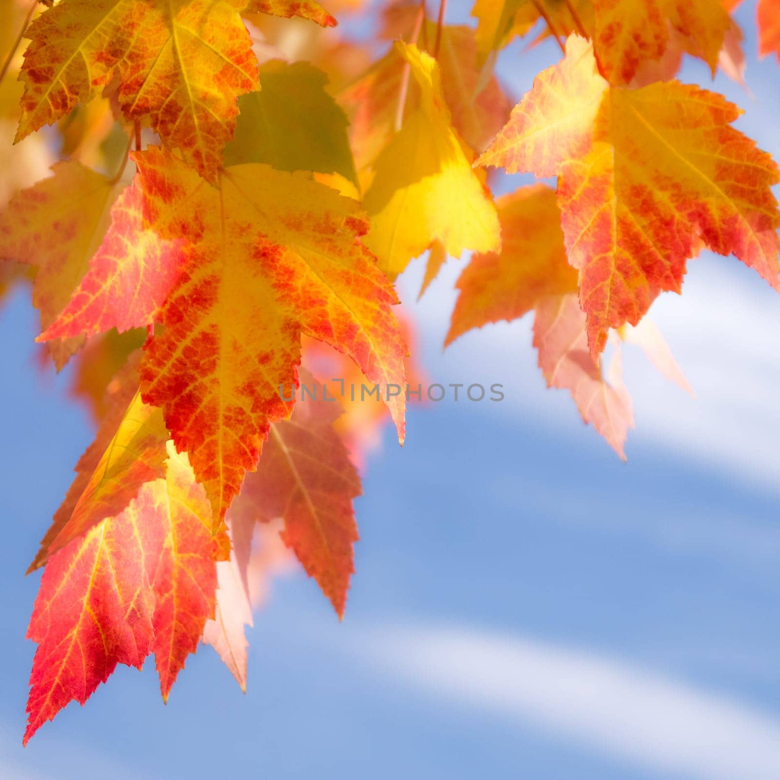 autumn leaves in the blue sky (blurred)