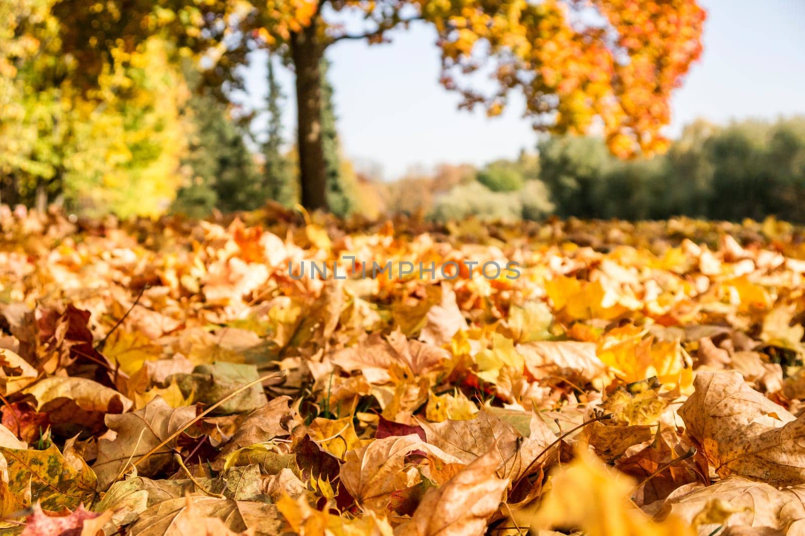autumn leaves in sunlight in autumn