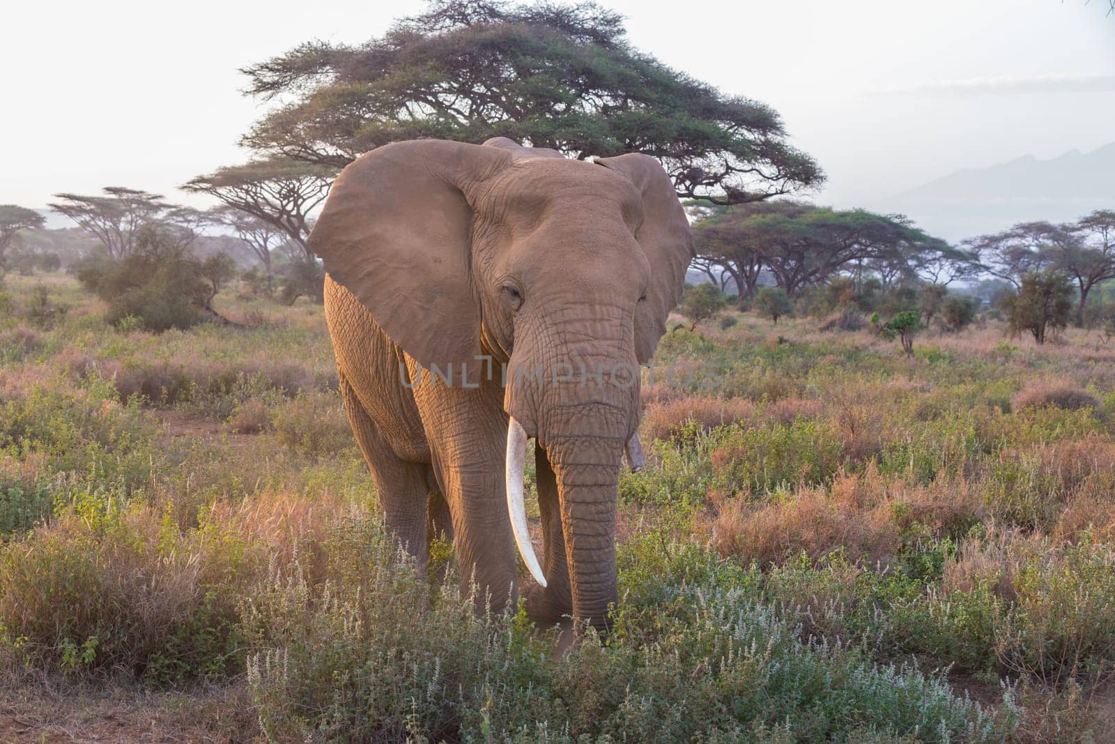 Elephant in Amboseli national park in Kenya, Africa.