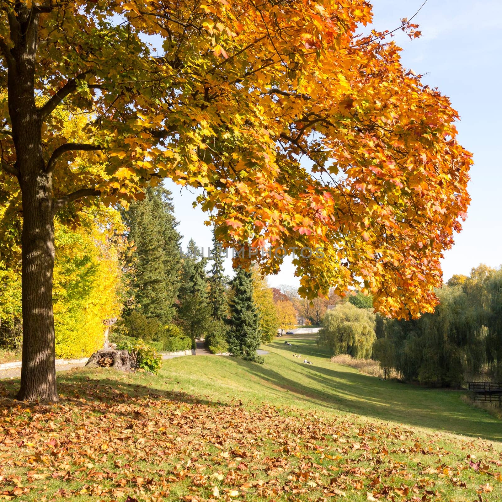 a beautiful tree in autumn
