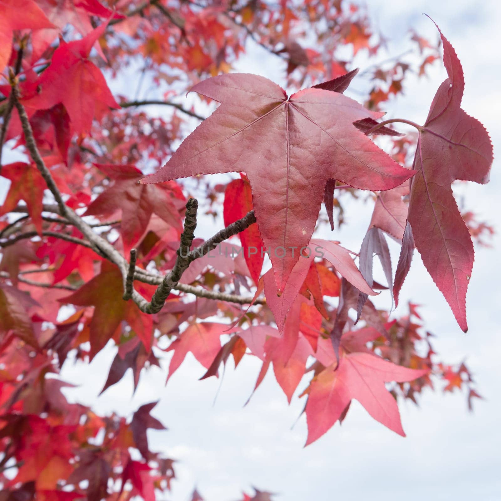 red atumn leaves in the sky