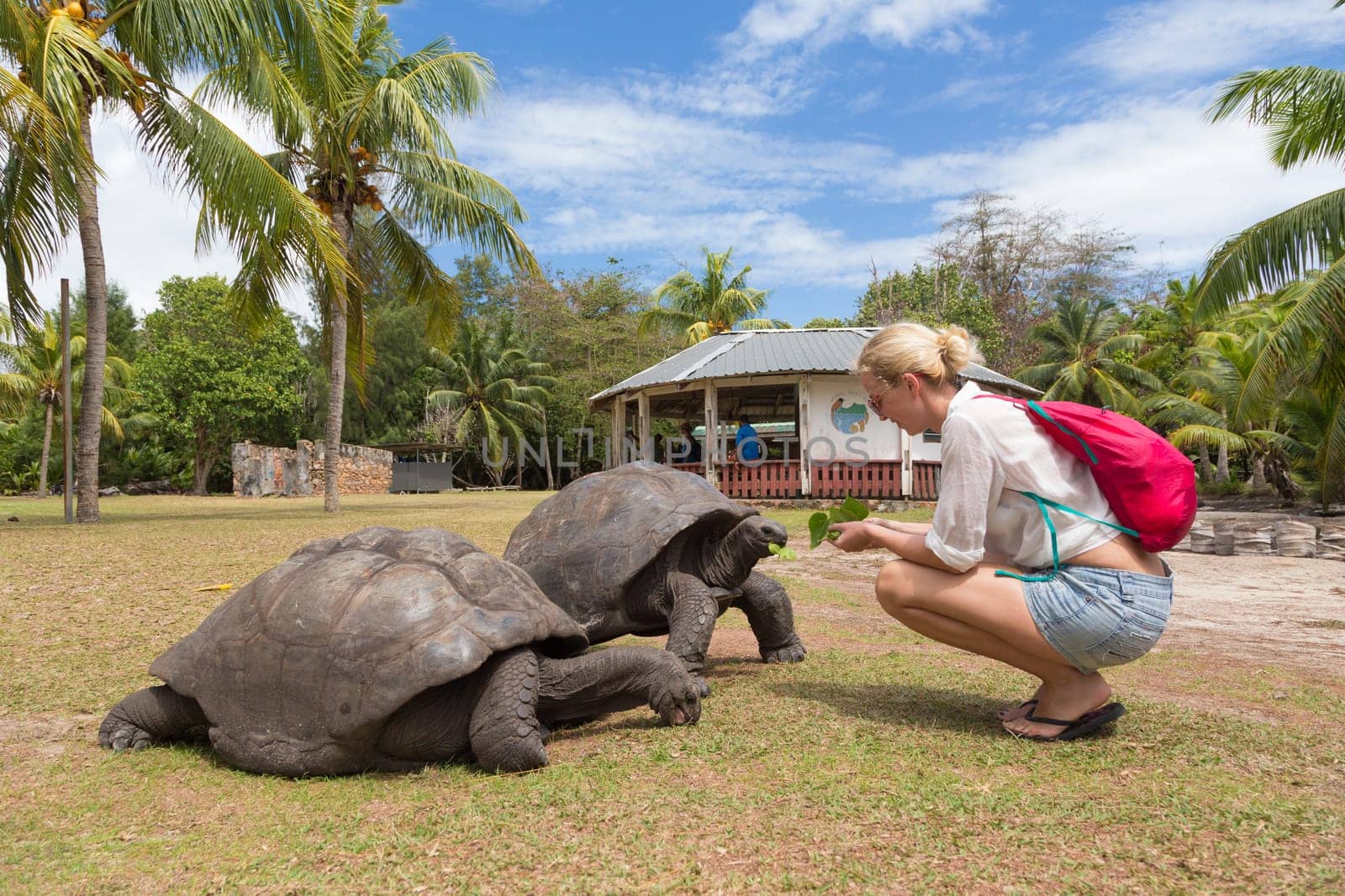 Female tourist woman feeding and admiring big old Aldabra giant tortoises, Aldabrachelys gigantea, in National Marine Park on Curieuse island, close to Praslin on Seychelles.