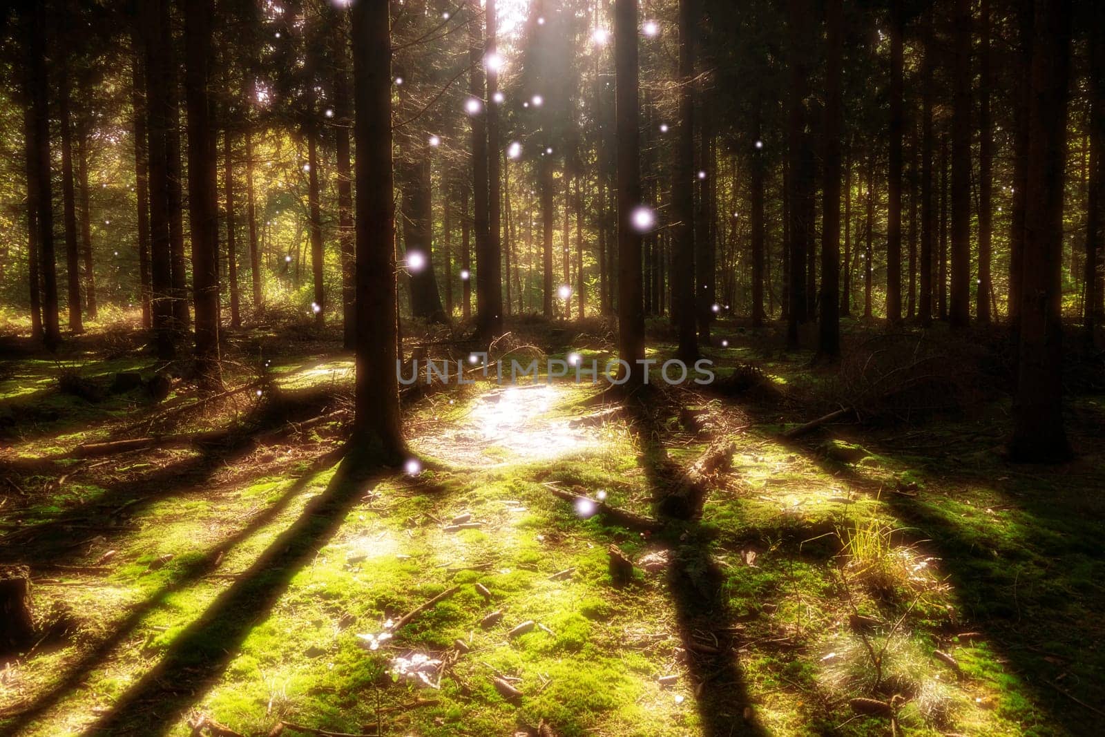 sunlight in a magic forest