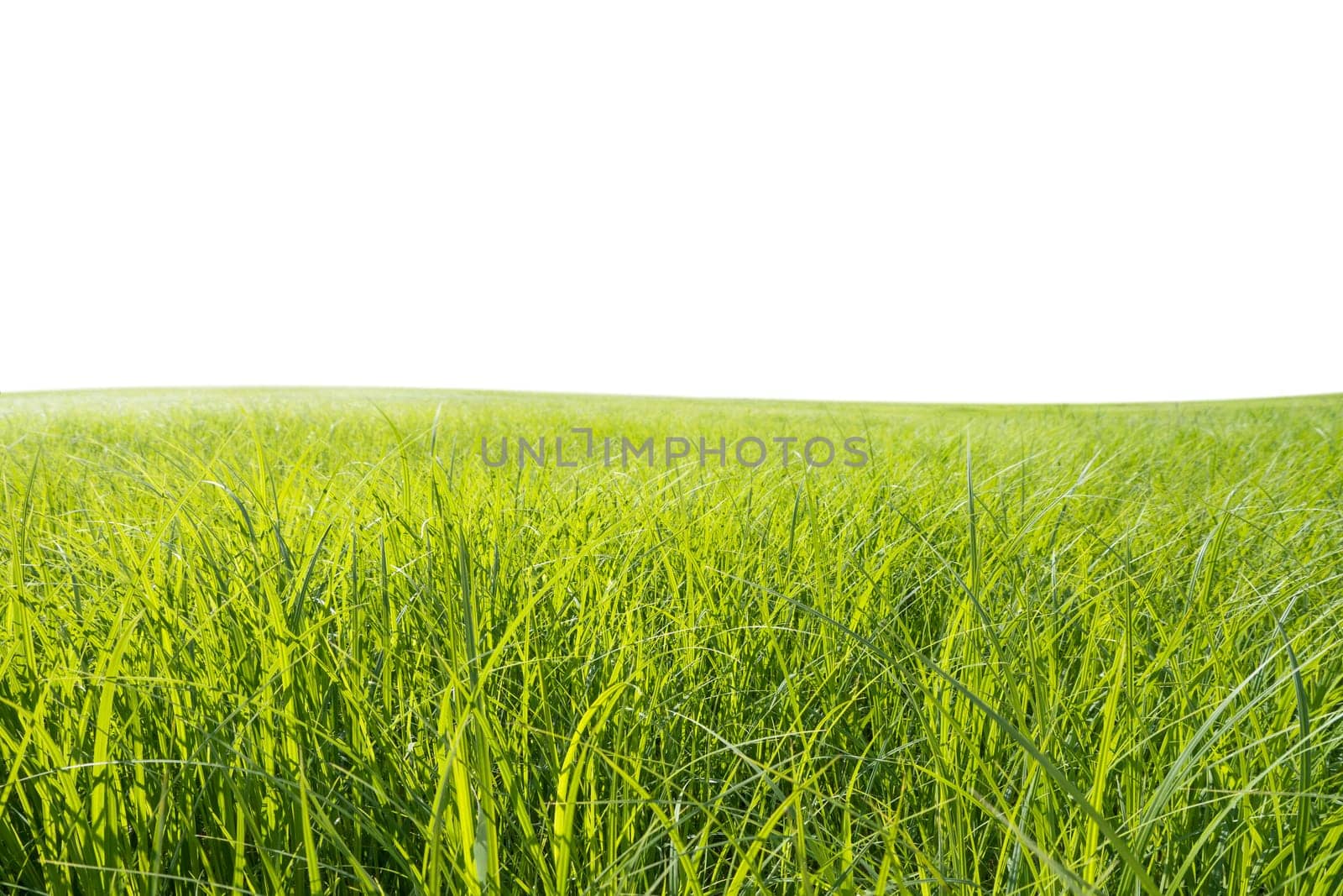 green meadow and white background