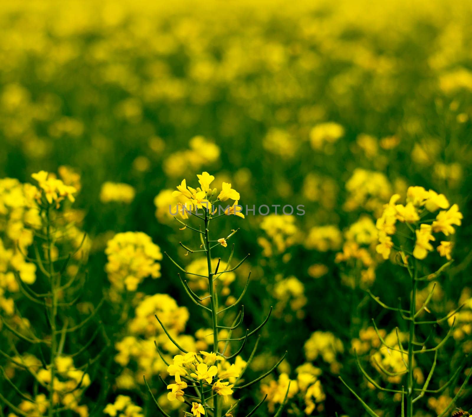 rape during the blossoming period, a subject the nature
