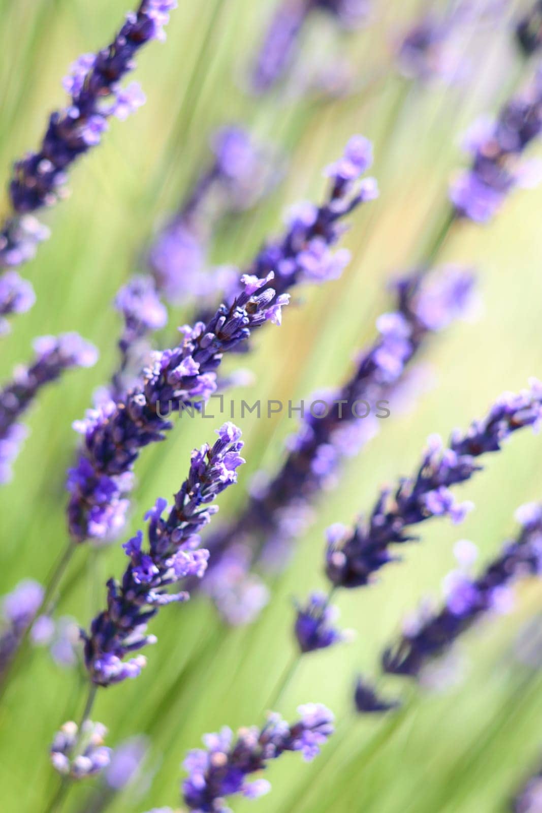 Lavender flowers background with swallow depth of field