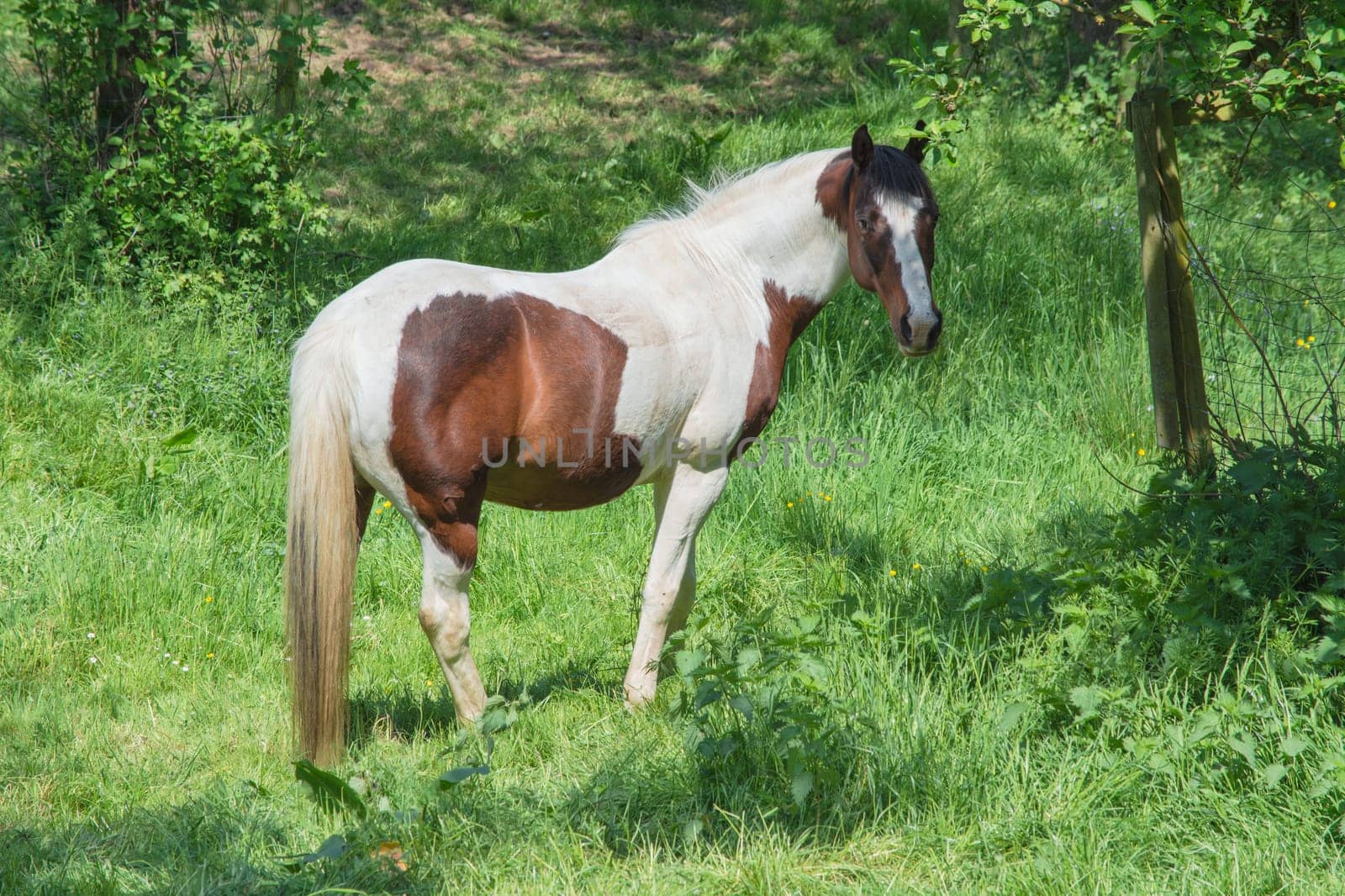Beautiful brown white horse on a pasture in summer..