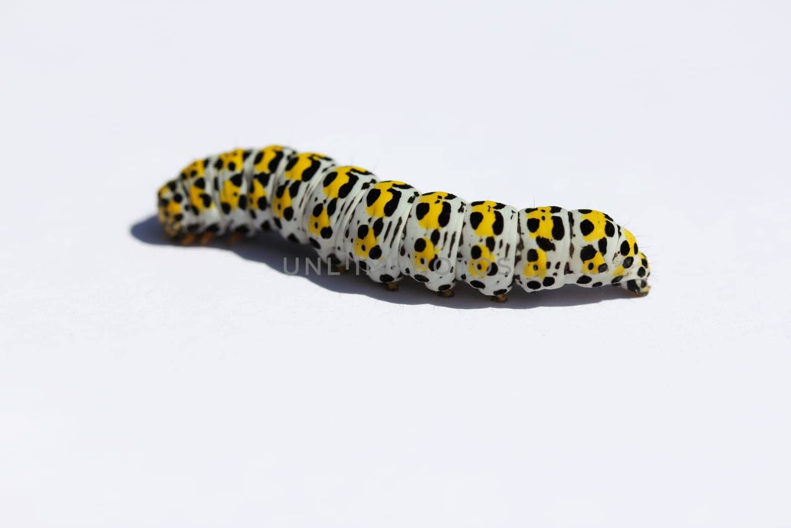 The caterpillar of a mullein monk (Shargacucullia verbasci),a moth.