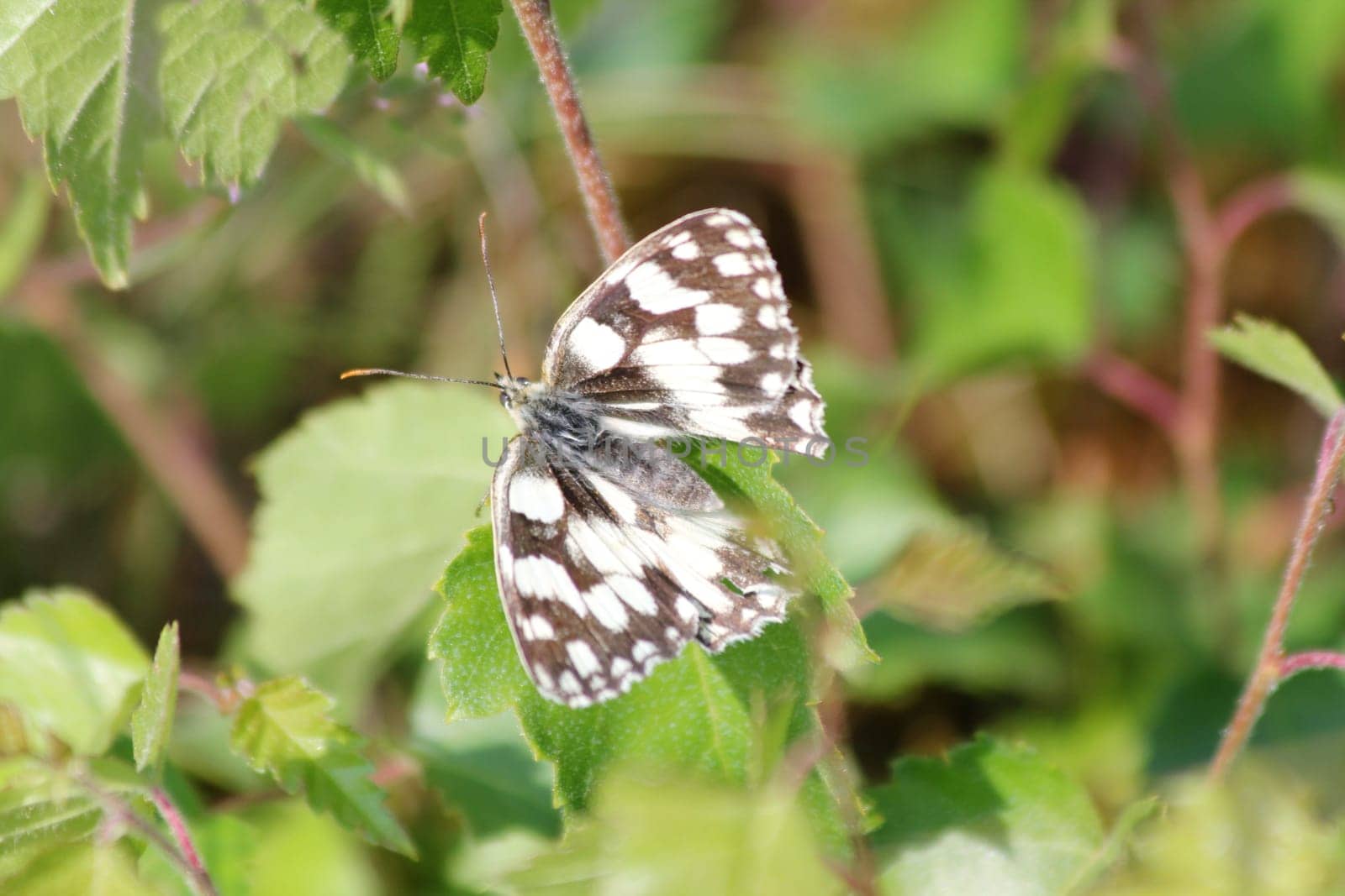 The Chessboard is a butterfly of the Nymphalidae subfamily.