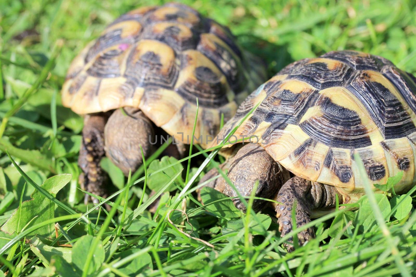 Greek tortoise (Testudo hermanni boettgeri) is a species of turtle that is protected by species.