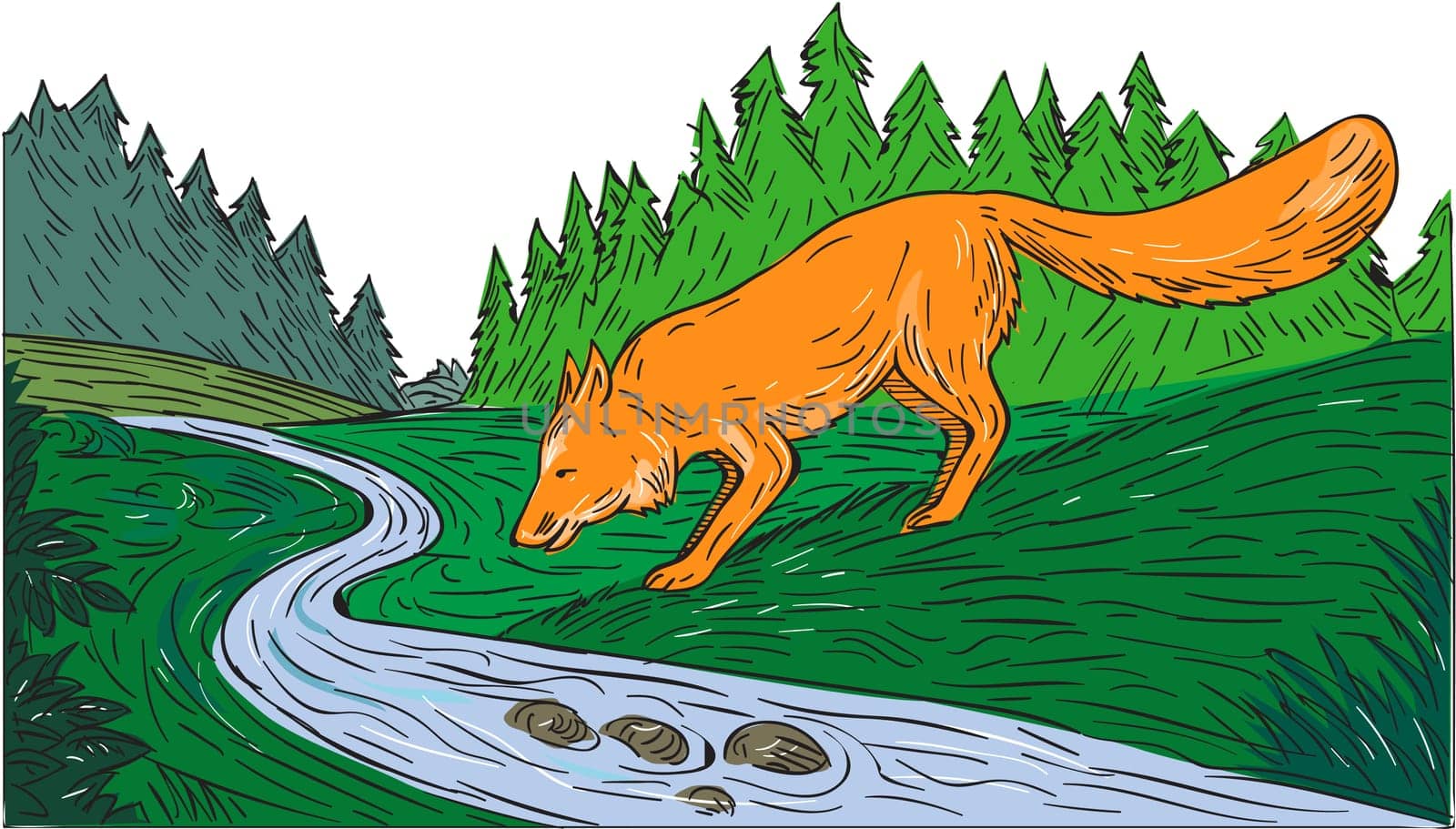 Drawing sketch style illustration of a fox drinking from river creek with woods trees forest in the background.