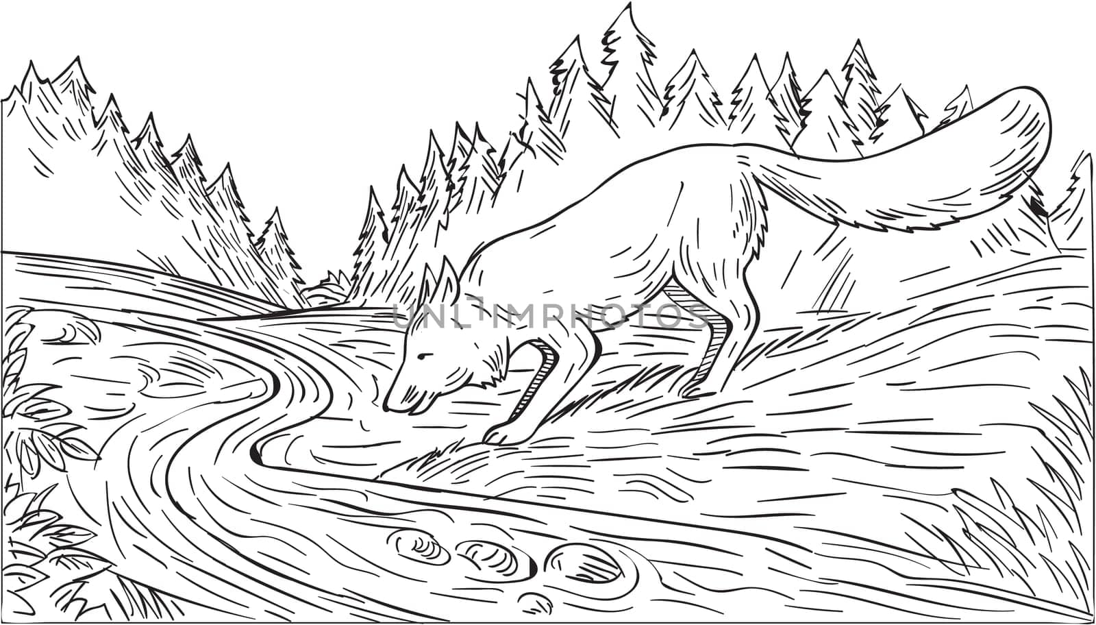 Drawing sketch style illustration of a fox drinking from river creek with woods trees forest in the background done in black and white.