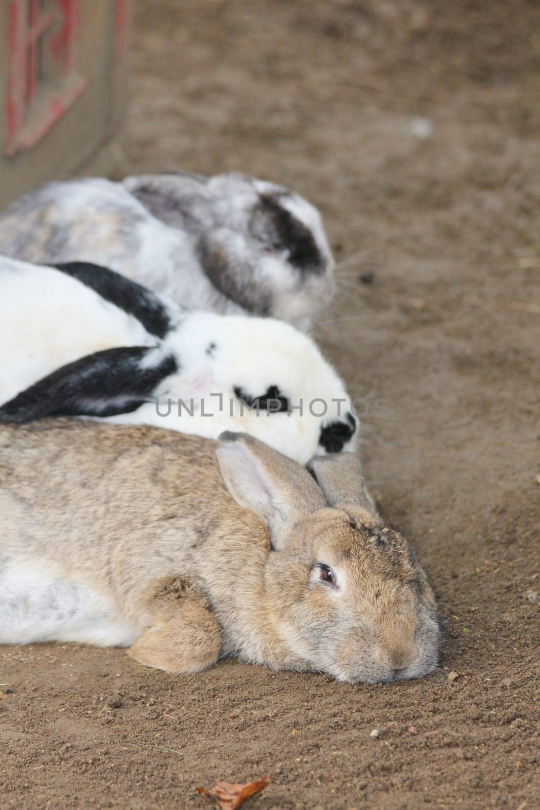 The domestic rabbit is the domesticated form of the wild rabbit.