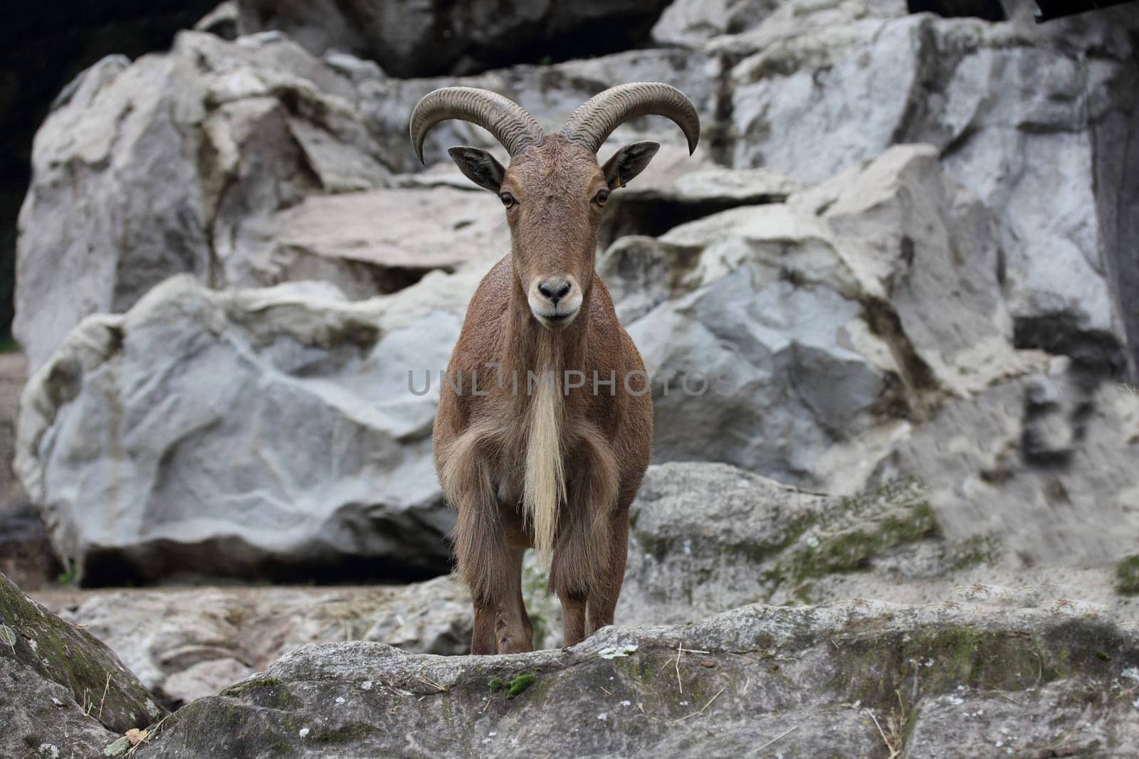 The Maned Jumper (Ammotragus lervia) is a species of mammal native to northern Africa.