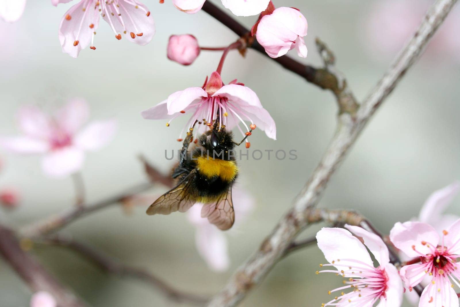 A bumblebee,(bombus) sucking at the nectar.