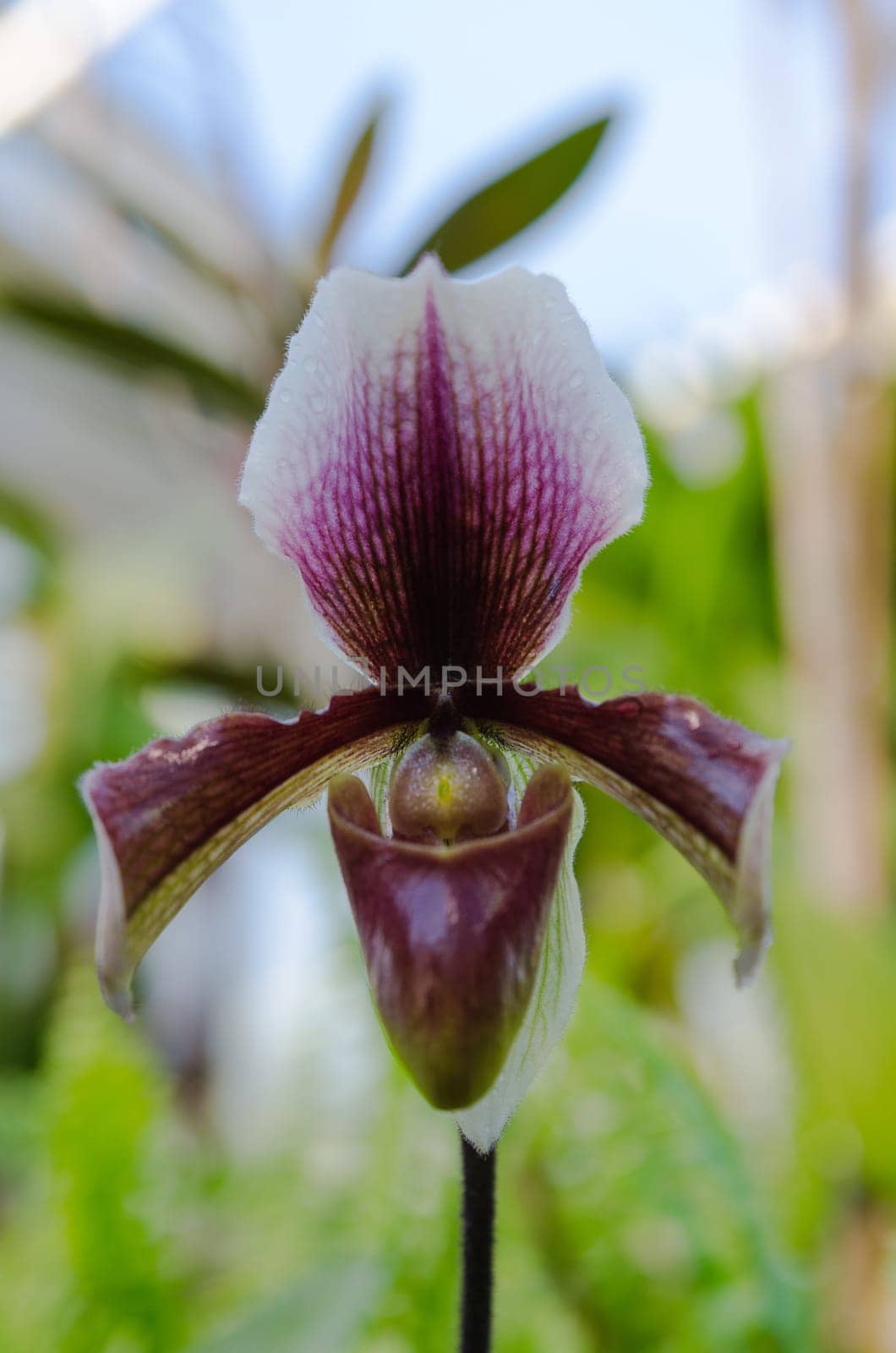 one lovely Dark purple orchid from asia picture is taken in Gothenburg