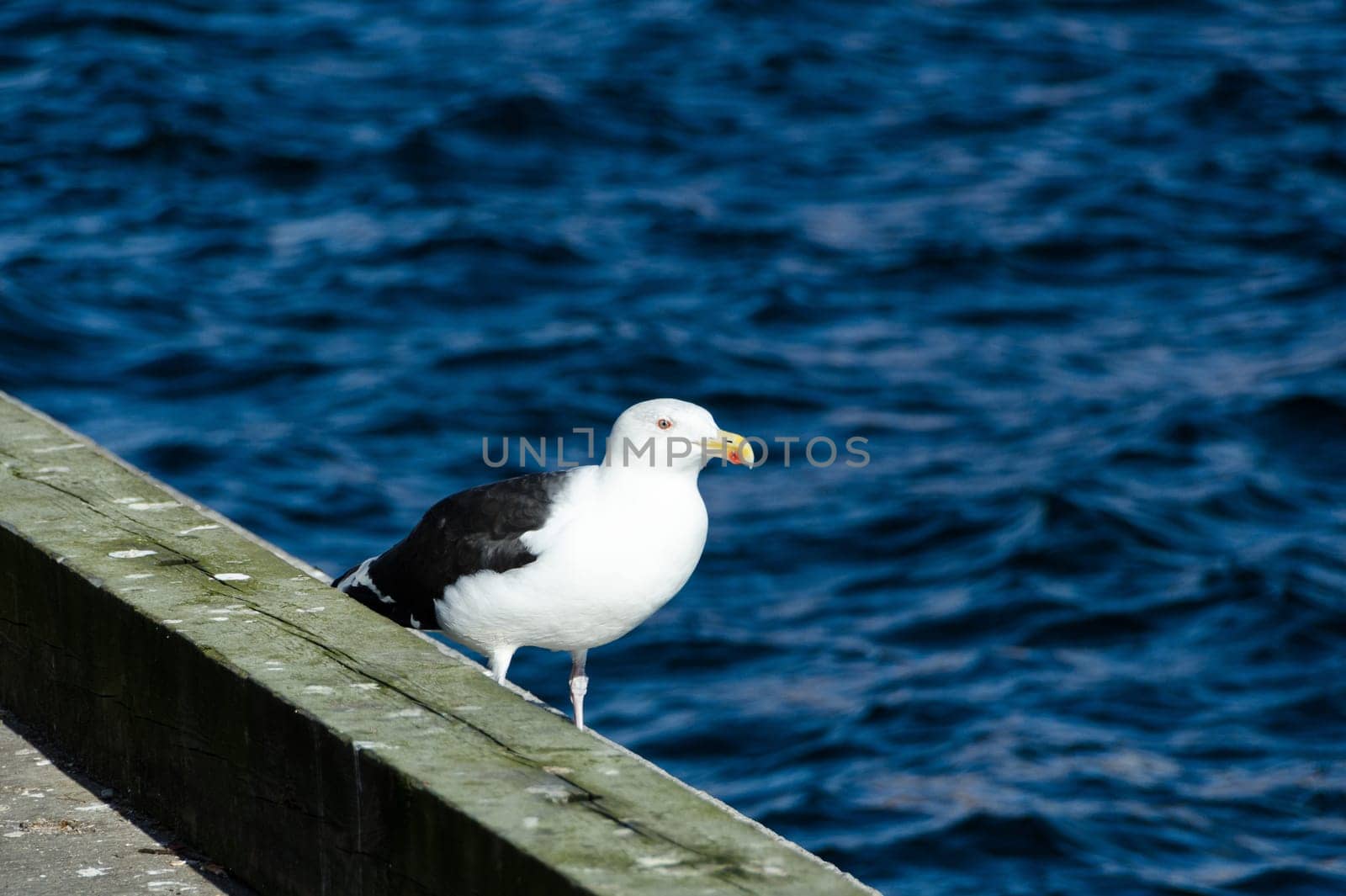 one lonely seagull standing at pier and looking for food