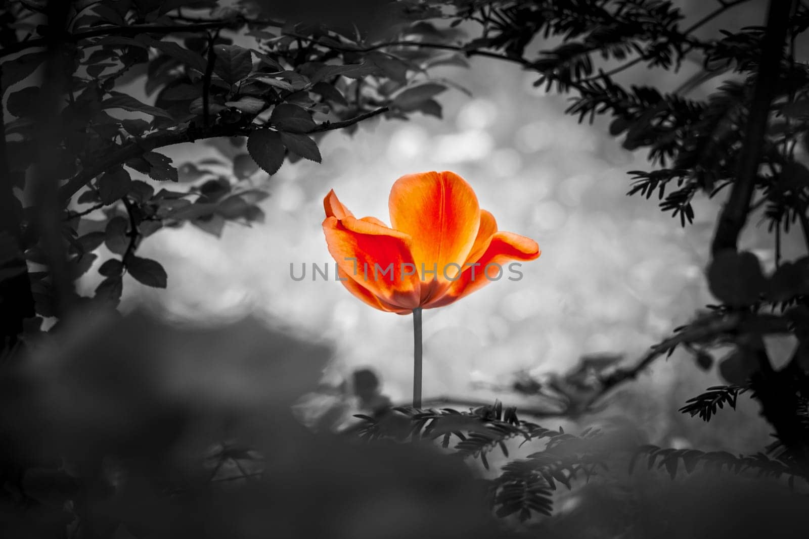 The flower is a symbol of the strength of life and soul as well as the power over grief and sorrow. It also symbolizes the healing of stress or burnout.